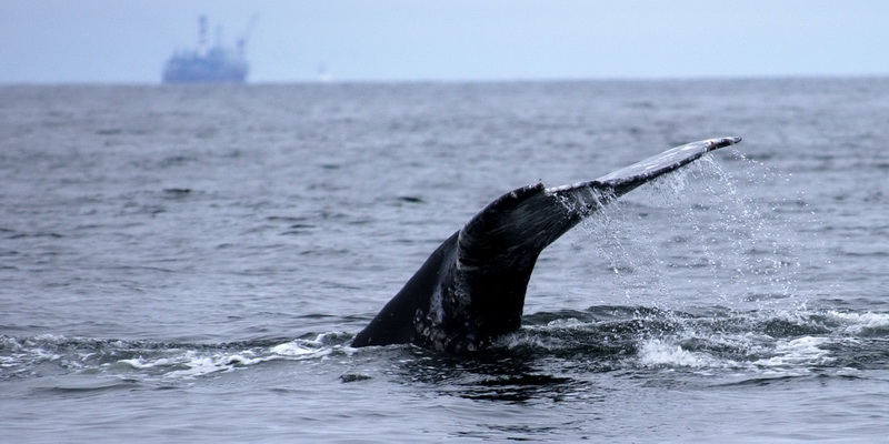 Oil and gas developments threaten the whales' summer feeding grounds (© Vladimir Potanskiy / WWF-Russia)